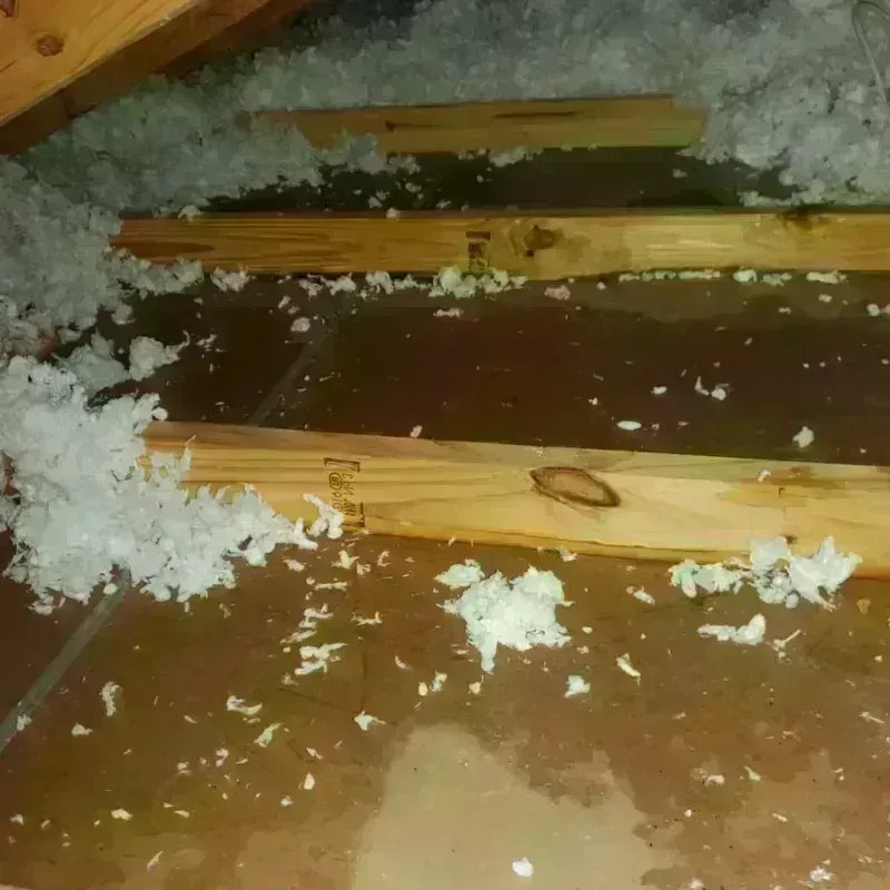 Attic Water Damage in Conroe, TX