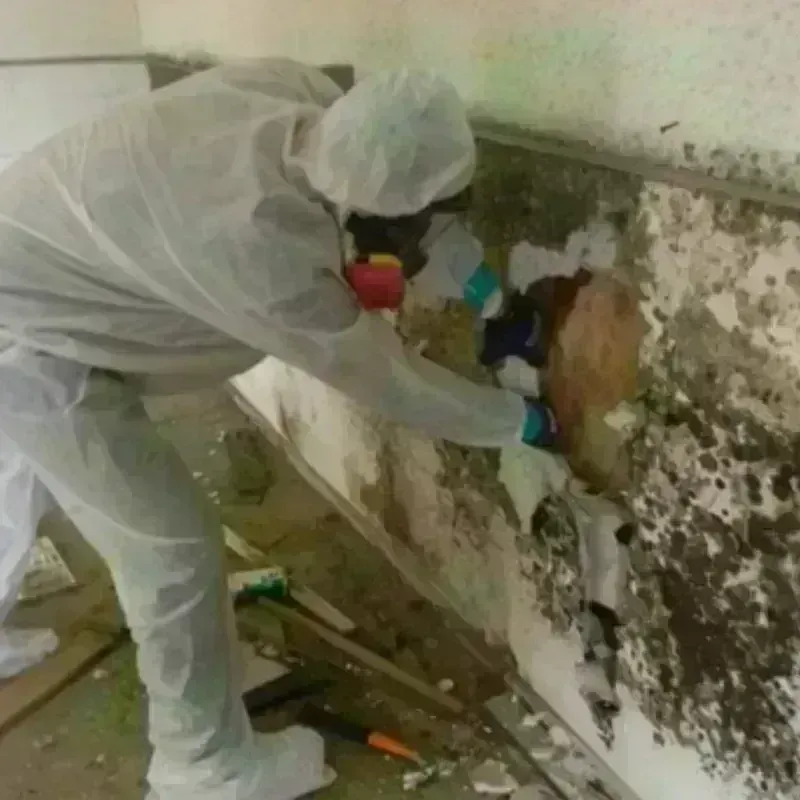 Mold Remediation and Removal in Conroe, TX